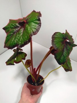 стартер Curly Fireflush